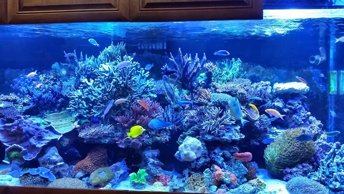 Aquatic Art Inc. 12