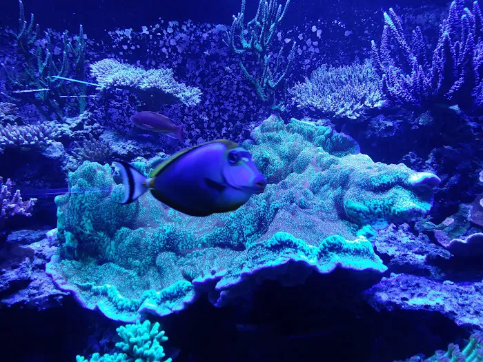 Aquatic Art Inc. 12