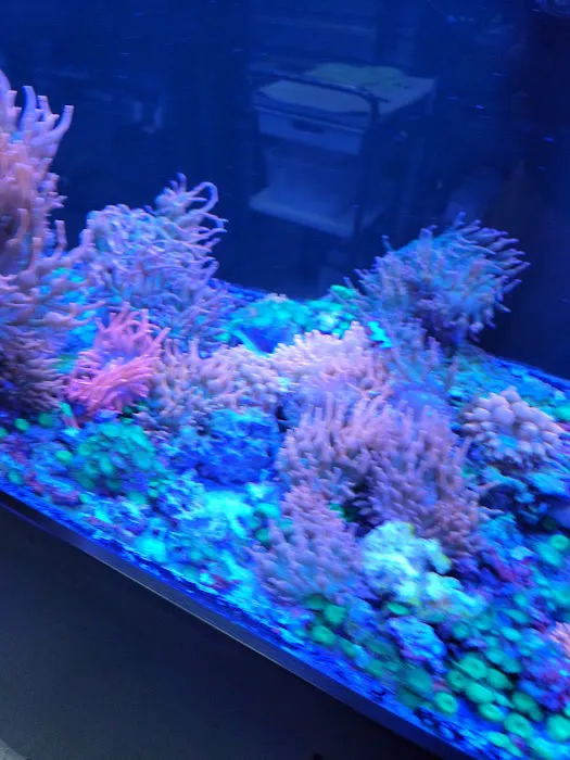 Aquatic Art Inc. 12