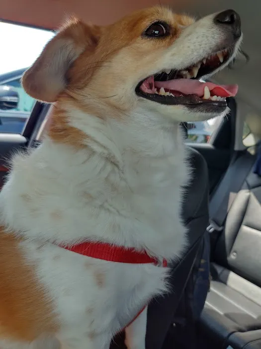 Avalon Animal Hospital & Bird Clinic 12