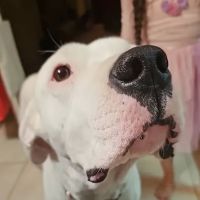 Avalon Animal Hospital & Bird Clinic ico