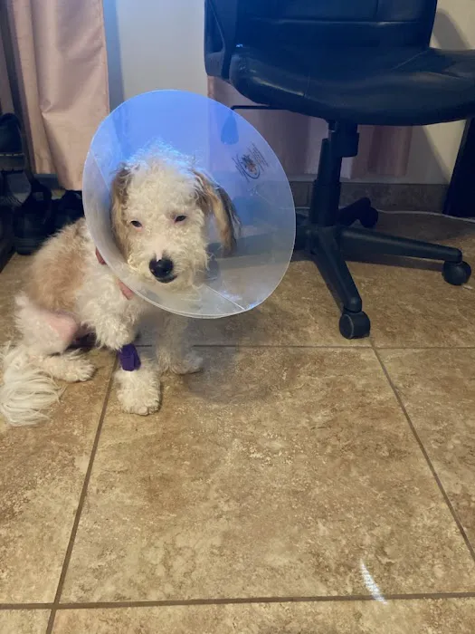 Avalon Animal Hospital & Bird Clinic 12