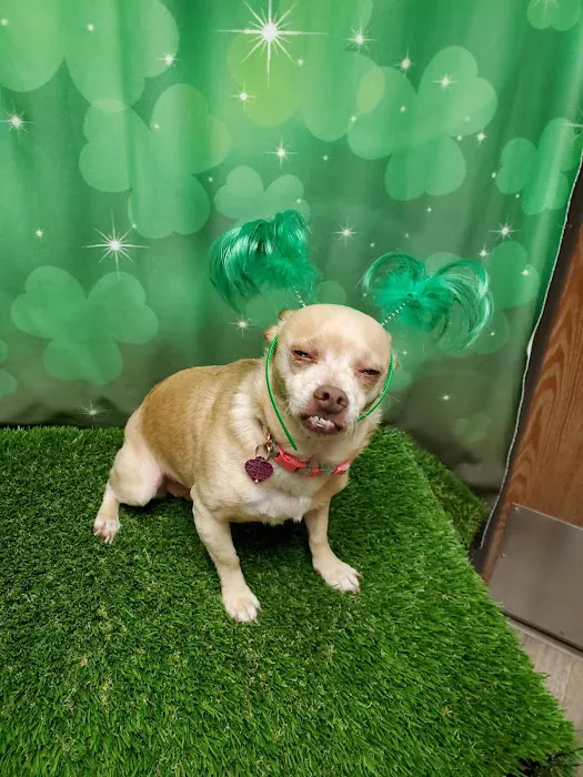 Harbor Animal Hospital 8