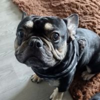 Harbor Animal Hospital ico