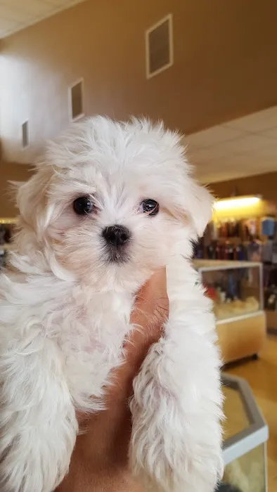 Perfect Pets 12