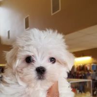 Perfect Pets ico
