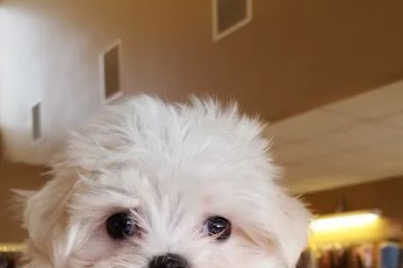Perfect Pets