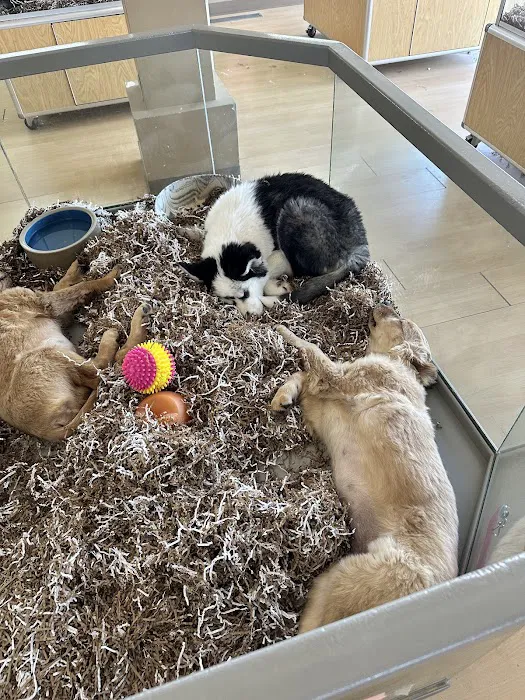 Perfect Pets 12