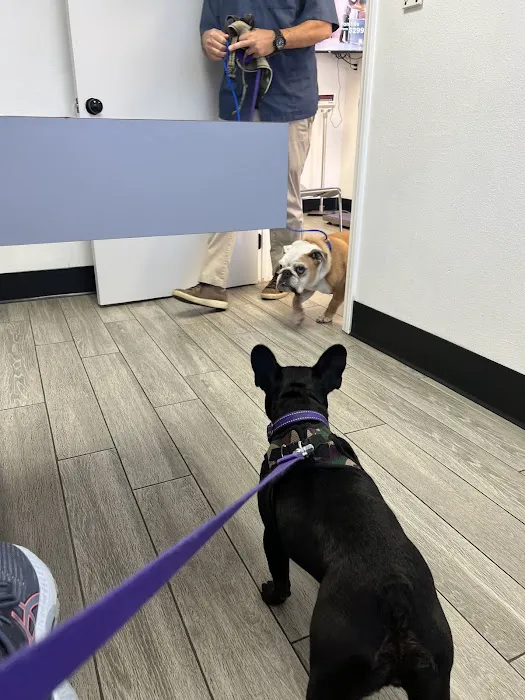 Alondra Animal Hospital 2