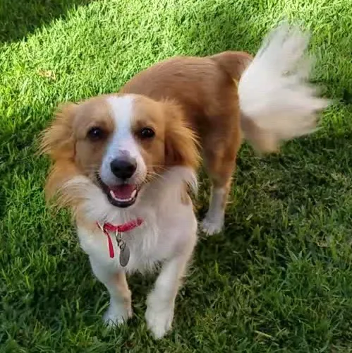Alondra Animal Hospital 3
