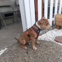 Hollypark Pet Clinic ico