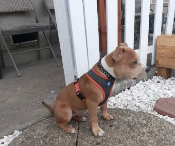 Hollypark Pet Clinic