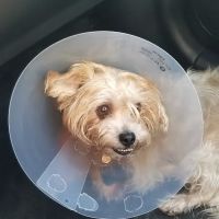 Banfield Pet Hospital ico