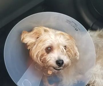 Banfield Pet Hospital