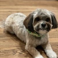 Kriser's Natural Pet ico