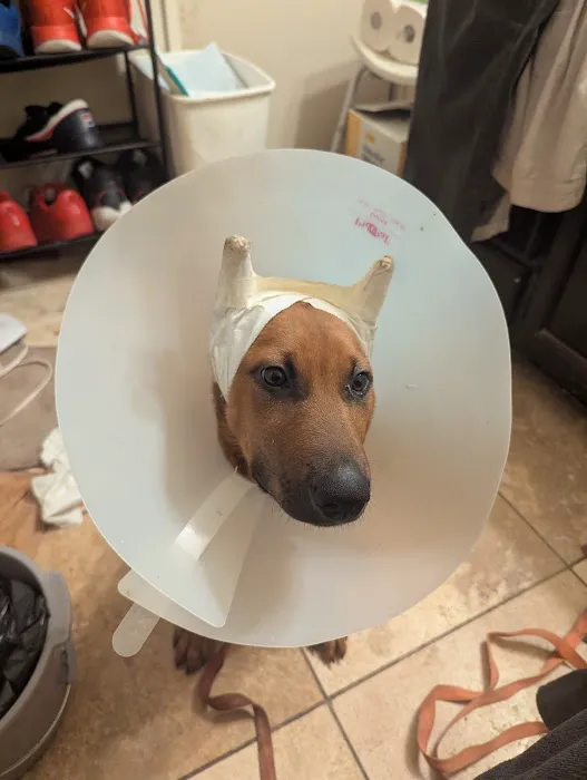 Animal Medical Center 7