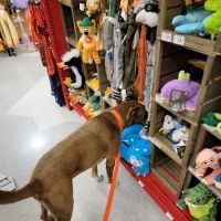 Petco ico