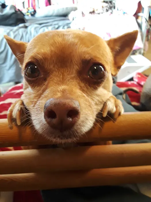 Lawndale Pet Hospital: Paul Lynch DVM 7