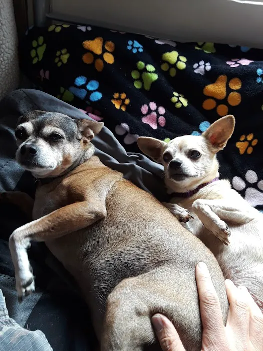 Lawndale Pet Hospital: Paul Lynch DVM 6