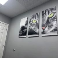 Lawndale Pet Hospital: Paul Lynch DVM ico