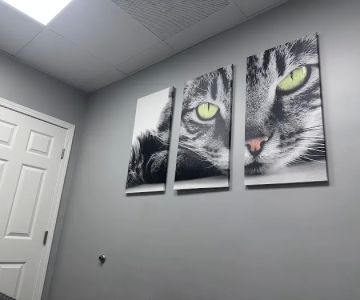 Lawndale Pet Hospital: Paul Lynch DVM