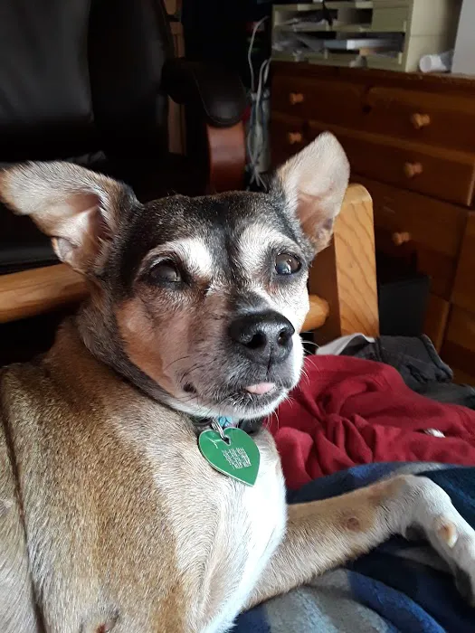 Lawndale Pet Hospital: Paul Lynch DVM 5