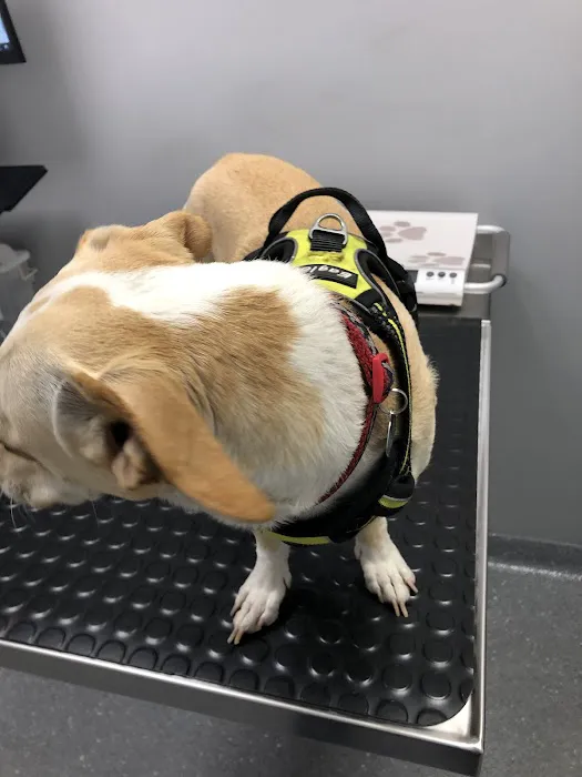 Lawndale Pet Hospital: Paul Lynch DVM 10
