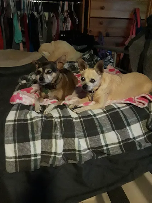 Lawndale Pet Hospital: Paul Lynch DVM 3