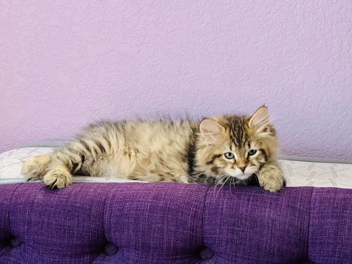 Charodey Siberian Kittens & Cats 12