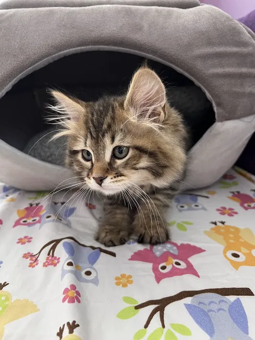 Charodey Siberian Kittens & Cats 12