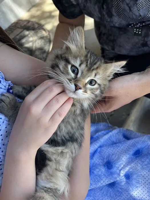 Charodey Siberian Kittens & Cats 12