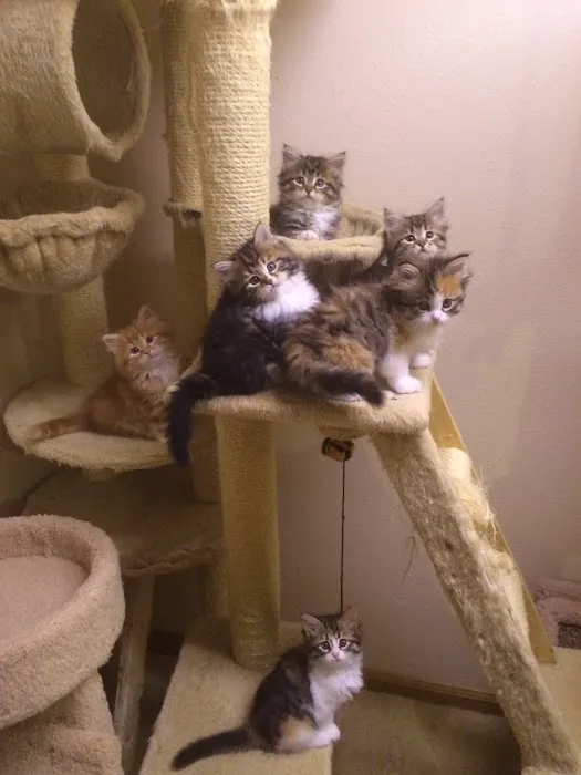 Charodey Siberian Kittens & Cats 12