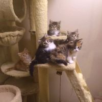 Charodey Siberian Kittens & Cats ico