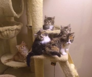 Charodey Siberian Kittens & Cats