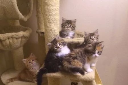 Charodey Siberian Kittens & Cats