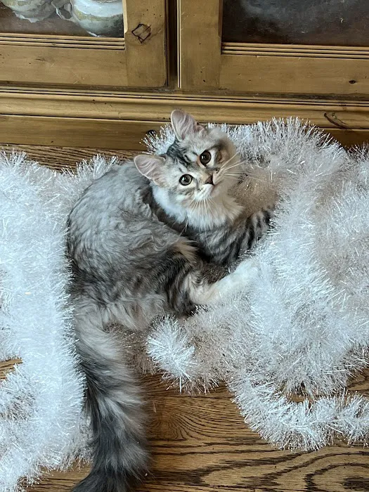 Charodey Siberian Kittens & Cats 12