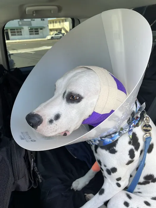 Lawndale Pet Hospital 1