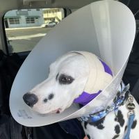 Lawndale Pet Hospital ico