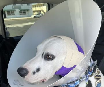 Lawndale Pet Hospital