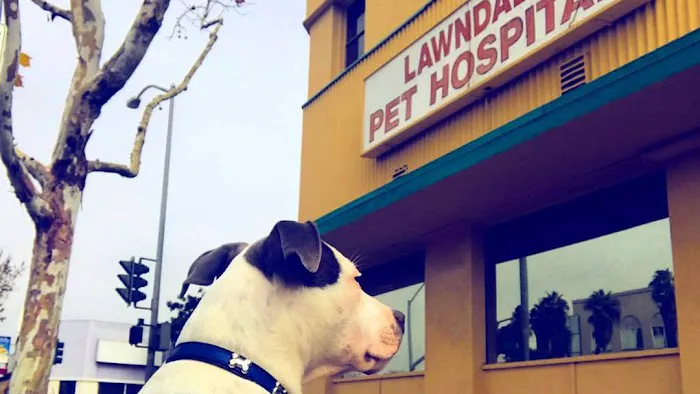 Lawndale Pet Hospital 7
