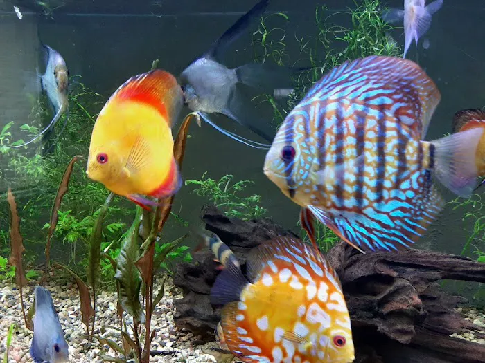 DenCOdiscus.com 12