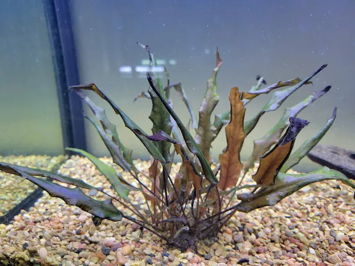 DenCOdiscus.com 12