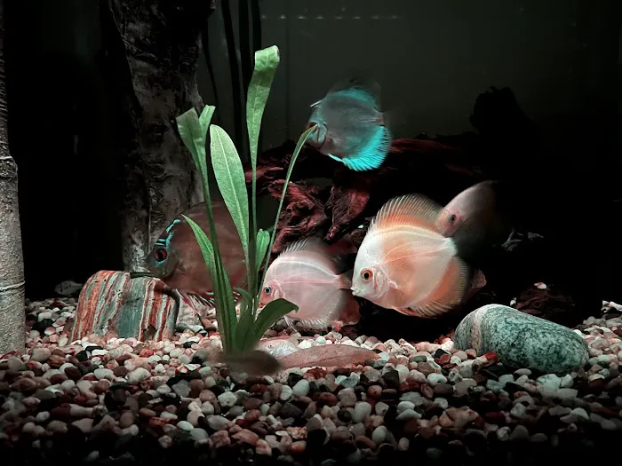 DenCOdiscus.com 12
