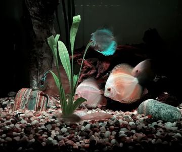DenCOdiscus.com