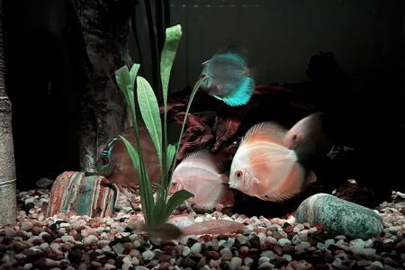 DenCOdiscus.com