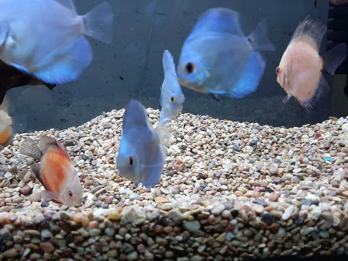 DenCOdiscus.com 12