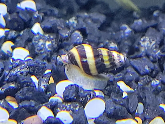 DenCOdiscus.com 12