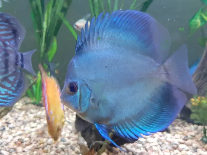 DenCOdiscus.com 12
