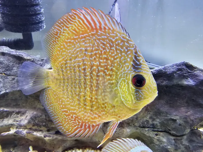 DenCOdiscus.com 12