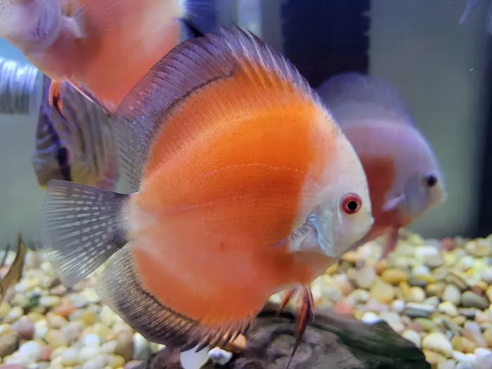 DenCOdiscus.com 12